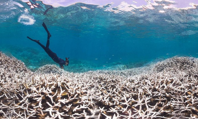 Đại dương đang giống như một chiếc bánh nhiều lớp và điều này quả thực nguy hiểm với toàn bộ hệ sinh thái - Ảnh 3. Đại dương đang giống như một chiếc bánh nhiều lớp và điều này quả thực nguy hiểm với toàn bộ hệ sinh thái - Ảnh 3.