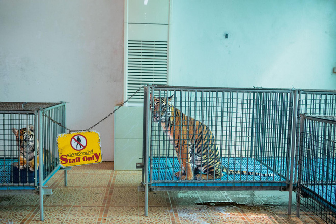 Thực tại tăm tối phía sau ngành du lịch thiên nhiên hoang dã: Những nỗi đau không cất nên lời - Ảnh 13.