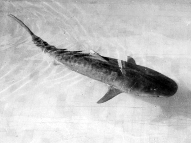 Cá mập nôn ra cánh tay người ở thủy cung Úc: Án mạng bí ẩn khiến cảnh sát đau đầu nhiều thập kỷ - Ảnh 1.