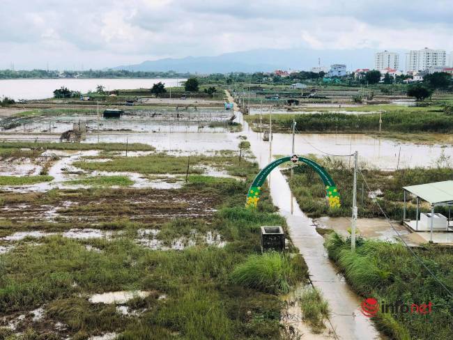 Vựa rau sạch lớn nhất Đà Nẵng tan hoang sau lũ, dân mất trắng - Ảnh 1.