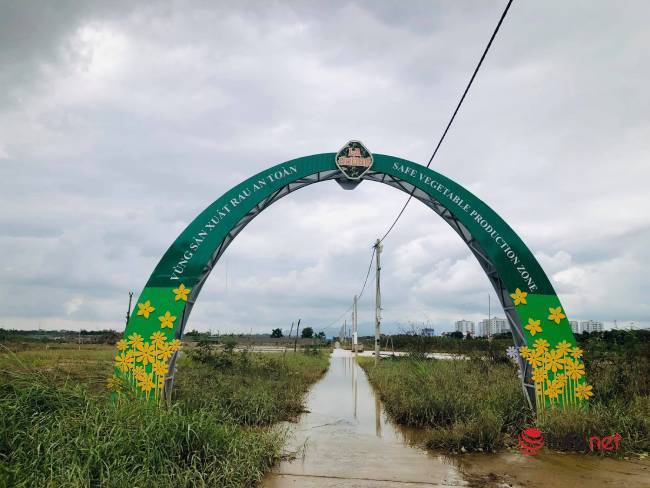 Vựa rau sạch lớn nhất Đà Nẵng tan hoang sau lũ, dân mất trắng - Ảnh 2.