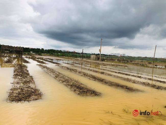 Vựa rau sạch lớn nhất Đà Nẵng tan hoang sau lũ, dân mất trắng - Ảnh 3.