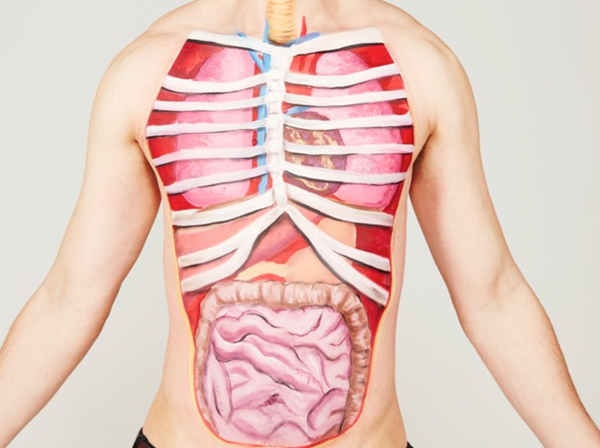 Đố bạn biết: Cơ thể người có bao nhiêu cơ quan nội tạng tất cả? - Ảnh 1.