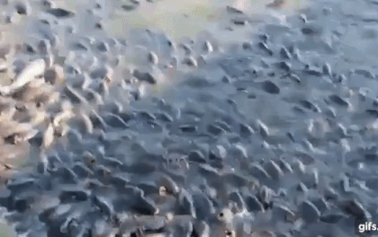 Cảnh tượng đàn cá bơi lúc nhúc gây nổi da gà, ngỡ chỉ xuất hiện trong phim kinh dị mà có thật ở hồ nước độc nhất vô nhị trên thế giới - Ảnh 1.