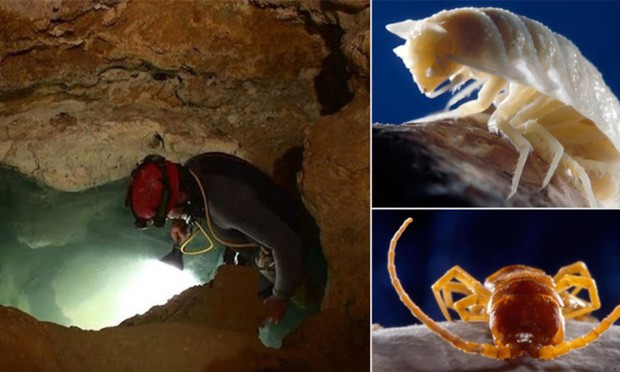 Khoa học đập hộp hang động tách biệt khỏi thế giới suốt 5 triệu năm, và đây là những gì được tìm thấy - Ảnh 1.