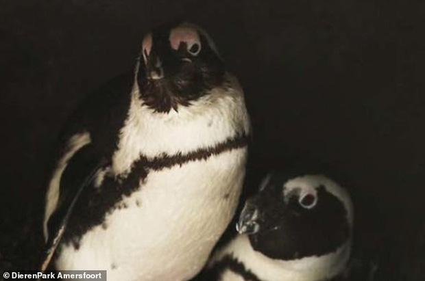 Drama sở thú: Cặp cánh cụt đồng tính đực trộm trứng của đôi cánh cụt đồng tính cái về ấp, nhưng đời không như mơ - Ảnh 2.