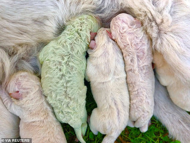 Chó mẹ sinh 5 cún con bỗng tòi ra một bé màu xanh lè như người khổng lồ Hulk khiến bác nông dân phải há hốc mồm kinh ngạc - Ảnh 1.