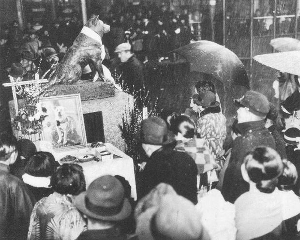 Những bức ảnh hiếm hoi về Hachikō - biểu tượng trung thành của người Nhật khiến người xem cảm tưởng câu chuyện đau lòng ấy đang diễn ra trước mắt - Ảnh 12.