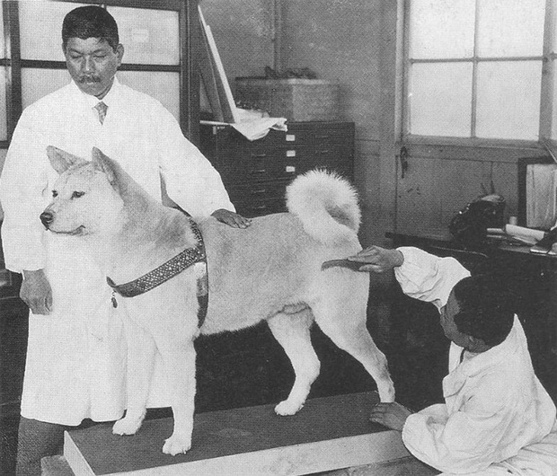 Những bức ảnh hiếm hoi về Hachikō - biểu tượng trung thành của người Nhật khiến người xem cảm tưởng câu chuyện đau lòng ấy đang diễn ra trước mắt - Ảnh 14.