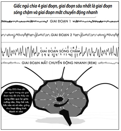 Cần ngủ sâu bao lâu là đủ? - Ảnh 3.