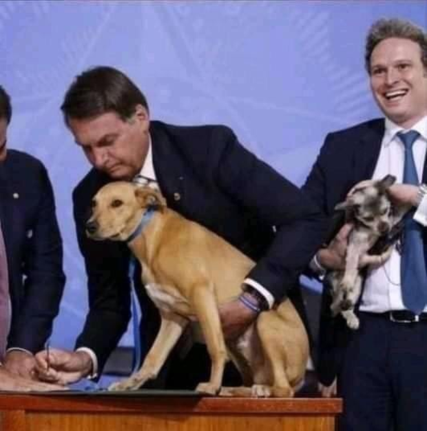 Chú chó số má nhất Brazil: Đại diện anh em bốn chân cả nước đi kí bộ luật cấm ngược đãi động vật với Tổng thống - Ảnh 2.