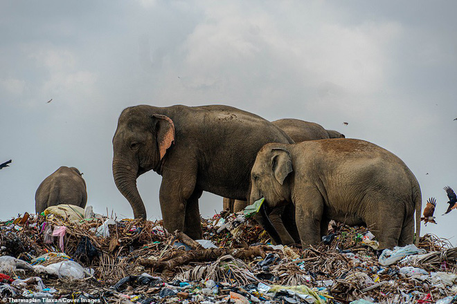 Cảnh tượng nhói lòng: Đàn voi xác xơ quanh quẩn kiếm ăn bên một bãi rác khổng lồ, ăn phải rác nhựa và toàn những thứ không thể tiêu hóa - Ảnh 1.