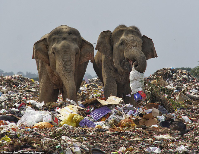 Cảnh tượng nhói lòng: Đàn voi xác xơ quanh quẩn kiếm ăn bên một bãi rác khổng lồ, ăn phải rác nhựa và toàn những thứ không thể tiêu hóa - Ảnh 3.