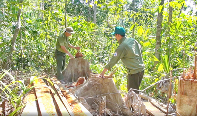 Bắt thêm 3 đối tượng trong vụ phá rừng quy mô lớn ở Phú Yên - Ảnh 5.