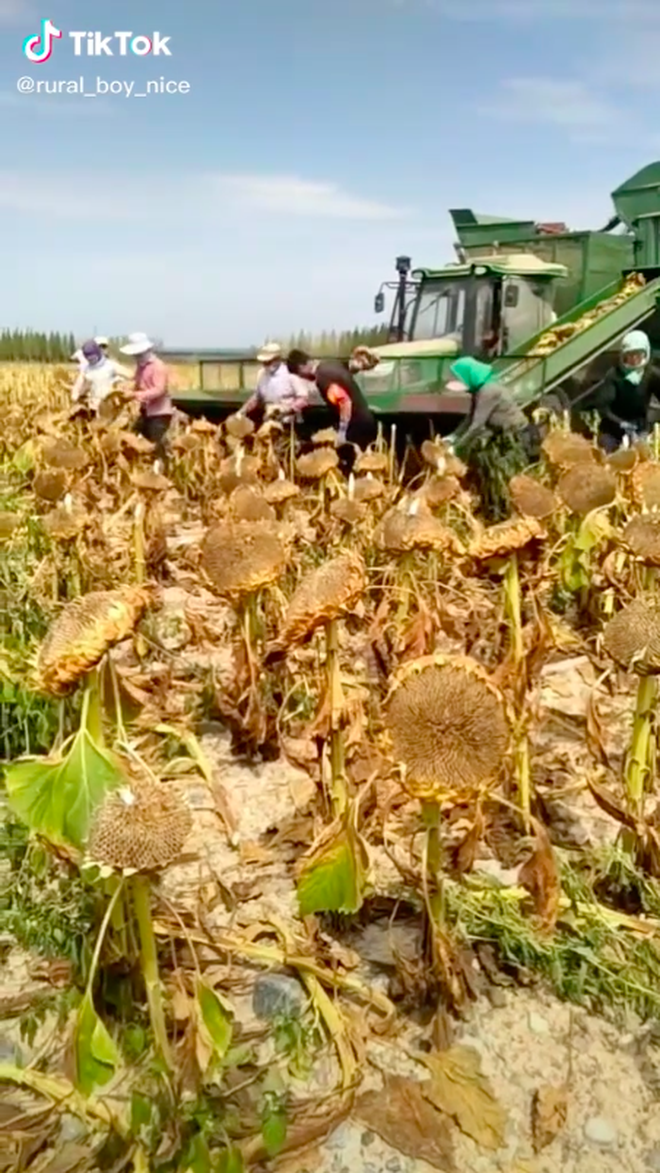 Ăn các loại thực phẩm này bấy lâu nay, bạn có biết chúng được trồng trọt và thu hoạch như thế nào không? (Phần 2) - Ảnh 10.