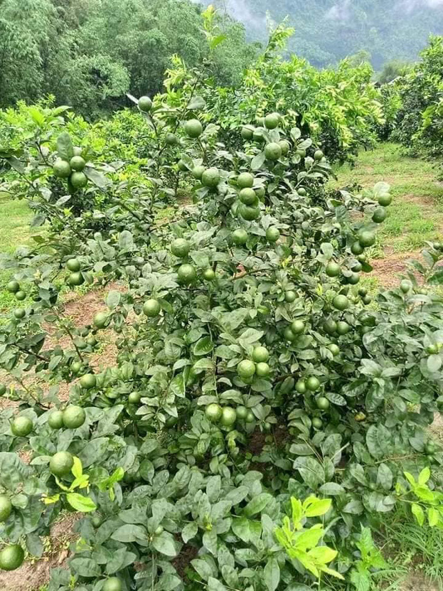 Chanh ta vào mùa, giá rẻ giật mình chỉ 10 ngàn/kg bán đầy các chợ - Ảnh 3.