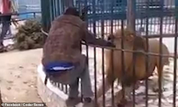 Thò tay vào lồng chơi với sư tử để gây ấn tượng với du khách, nhân viên sở thú gặp tai nạn khiến người chứng kiến hãi hùng - Ảnh 1.
