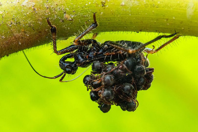 Loài bọ sát thủ tí hon dùng chính xác của nạn nhân để làm áo giáp ngụy trang - Ảnh 3.