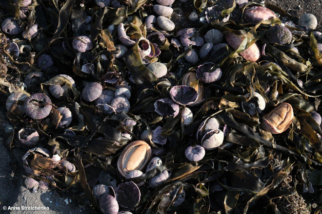 Thảm họa sinh thái cận kề: Xác hàng trăm sinh vật trôi dạt vào bờ biển Nga - Ảnh 1.