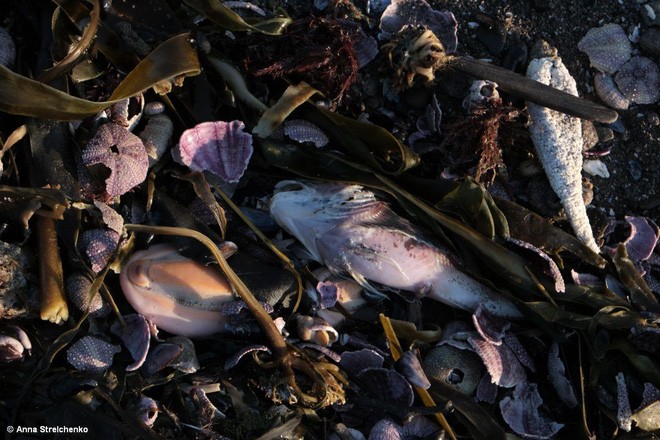 Thảm họa sinh thái cận kề: Xác hàng trăm sinh vật trôi dạt vào bờ biển Nga - Ảnh 2.