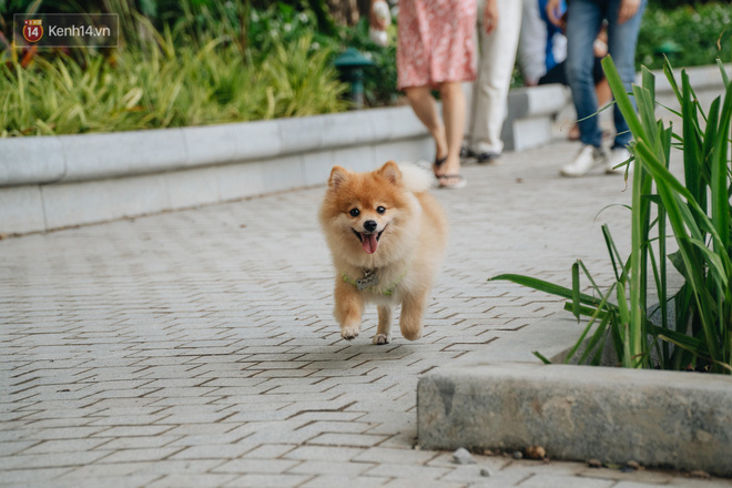 Người Hà Nội thích thú với diện mạo mới của hồ Gươm sau 5 tháng lát đá vĩnh cửu - Ảnh 27.