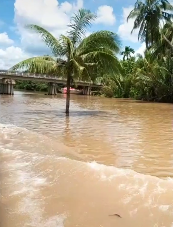 Cây dừa kỳ lạ mọc giữa lòng sông ở Bến Tre: Chuyện tưởng đùa nhưng hóa ra lại có thật! - Ảnh 2.