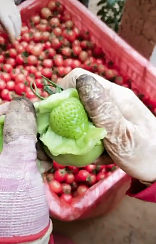 Quả cà chua đang khiến cư dân mạng lú lẫn, cãi nhau ầm trời vì bóc ra bên trong không hột, chỉ có một quả dâu to đùng - Ảnh 2. Quả cà chua đang khiến cư dân mạng lú lẫn, cãi nhau ầm trời vì bóc ra bên trong không hột, chỉ có một quả dâu to đùng - Ảnh 2.