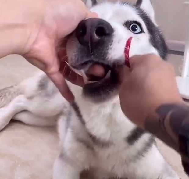 Phẫn nộ với những hành vi ngược đãi động vật để câu view: Bỏ đói mèo con để trông đáng yêu hơn, ép chó ăn ớt đến mức rơi nước mắt - Ảnh 4.