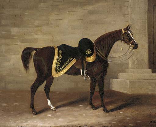 Những chiến mã nổi tiếng thế giới: Có cả loài ngựa giúp Napoleon đánh bại cả châu Âu - Ảnh 9.