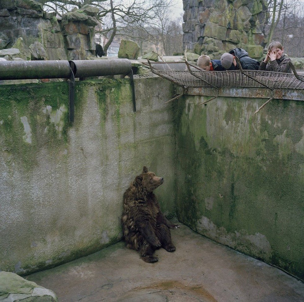 Bên trong sở thú khắp thế giới nơi các con vật bị ngược đãi để mua vui cho con người, đến nỗi phải trả giá bằng cả tính mạng của mình - Ảnh 2.