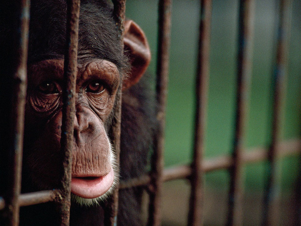 Bên trong sở thú khắp thế giới nơi các con vật bị ngược đãi để mua vui cho con người, đến nỗi phải trả giá bằng cả tính mạng của mình - Ảnh 11.