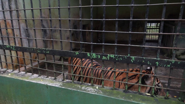 Bên trong sở thú khắp thế giới nơi các con vật bị ngược đãi để mua vui cho con người, đến nỗi phải trả giá bằng cả tính mạng của mình - Ảnh 12.