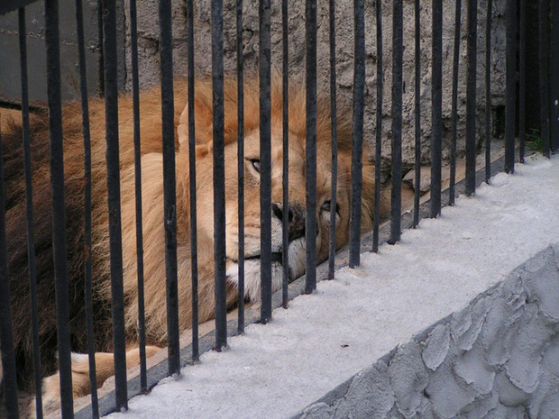 Bên trong sở thú khắp thế giới nơi các con vật bị ngược đãi để mua vui cho con người, đến nỗi phải trả giá bằng cả tính mạng của mình - Ảnh 13.