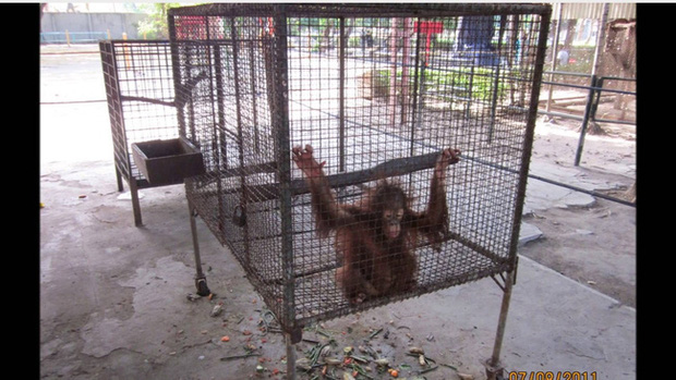 Bên trong sở thú khắp thế giới nơi các con vật bị ngược đãi để mua vui cho con người, đến nỗi phải trả giá bằng cả tính mạng của mình - Ảnh 10.