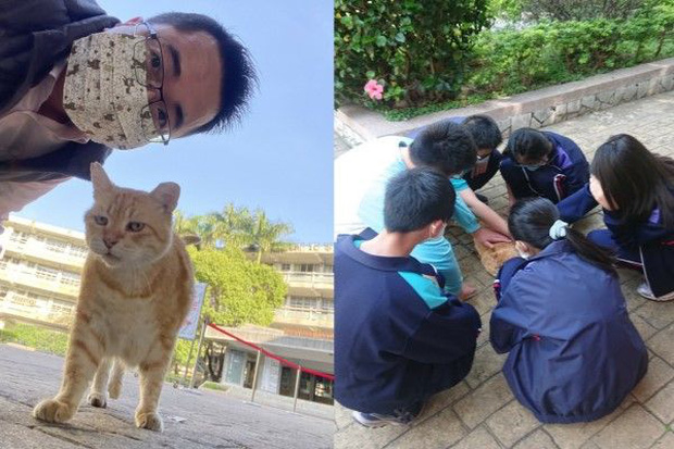 Trường cấp 2 bổ nhiệm mèo siêu mập làm hiệu phó, nhiệm vụ là ăn rồi ngủ để cả trường vuốt ve xả stress - Ảnh 4.