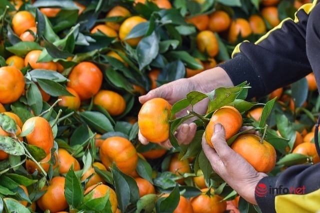 Đưa giống cam nổi tiếng ở Hòa Bình về trồng, dân Cao Sơn đổi đời thu hàng chục triệu đồng - Ảnh 6.