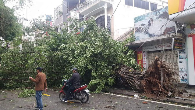 ‘Cụ’ xà cừ số 13 cổ nhất tại Huế bị bão cùng tên quật đổ bật cả gốc gây tiếc nuối - Ảnh 11.