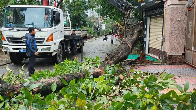 ‘Cụ’ xà cừ số 13 cổ nhất tại Huế bị bão cùng tên quật đổ bật cả gốc gây tiếc nuối - Ảnh 12.