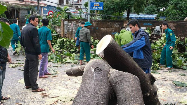 ‘Cụ’ xà cừ số 13 cổ nhất tại Huế bị bão cùng tên quật đổ bật cả gốc gây tiếc nuối - Ảnh 14.