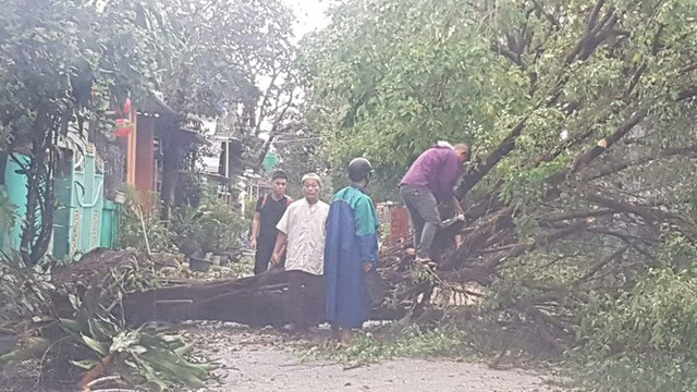 ‘Cụ’ xà cừ số 13 cổ nhất tại Huế bị bão cùng tên quật đổ bật cả gốc gây tiếc nuối - Ảnh 16.