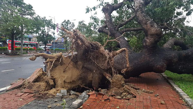 ‘Cụ’ xà cừ số 13 cổ nhất tại Huế bị bão cùng tên quật đổ bật cả gốc gây tiếc nuối - Ảnh 17.