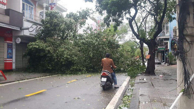 ‘Cụ’ xà cừ số 13 cổ nhất tại Huế bị bão cùng tên quật đổ bật cả gốc gây tiếc nuối - Ảnh 9.