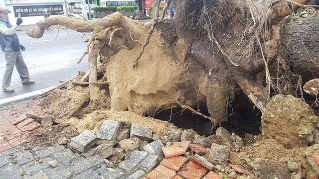 ‘Cụ’ xà cừ số 13 cổ nhất tại Huế bị bão cùng tên quật đổ bật cả gốc gây tiếc nuối - Ảnh 10.