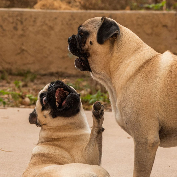 Hai anh em chó pug bỗng dưng nổi tiếng nhờ tài diễn sâu không thua gì idol Nguyễn Văn Dúi trước đây - Ảnh 13.