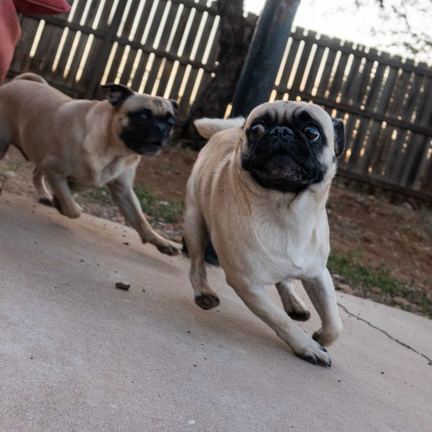 Hai anh em chó pug bỗng dưng nổi tiếng nhờ tài diễn sâu không thua gì idol Nguyễn Văn Dúi trước đây - Ảnh 10.