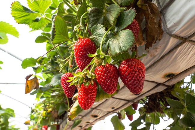 9 loại rau quả ví như “khu mỏ” vitamin C: Trái cam không còn là lựa chọn duy nhất! - Ảnh 4. 9 loại rau quả ví như “khu mỏ” vitamin C: Trái cam không còn là lựa chọn duy nhất! - Ảnh 4.