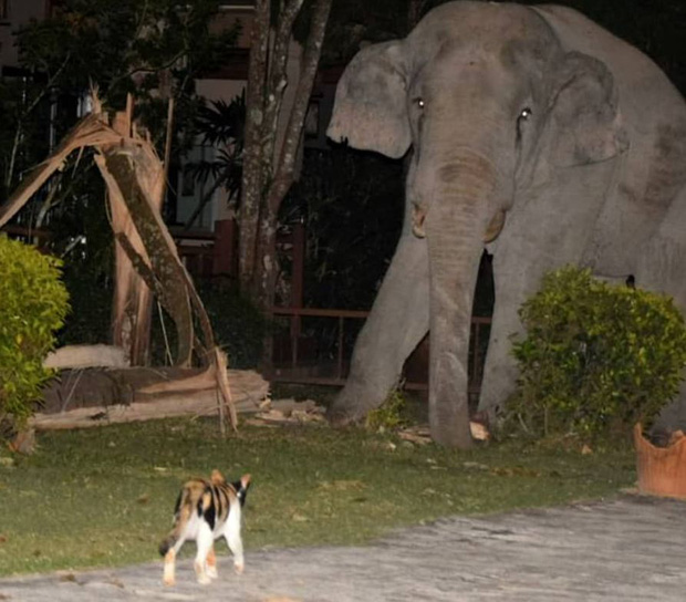 Mò vào nhà dân tìm đồ ăn, chú voi nặng 4 tấn bị mèo con rượt đuổi chạy tóe khói - Ảnh 2.