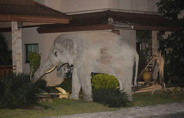Mò vào nhà dân tìm đồ ăn, chú voi nặng 4 tấn bị mèo con rượt đuổi chạy tóe khói - Ảnh 4.