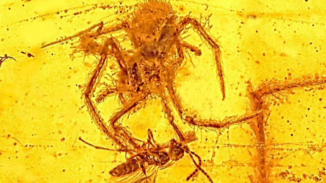 Những hóa thạch hổ phách kỳ lạ nhất từng được phát hiện - Ảnh 8.