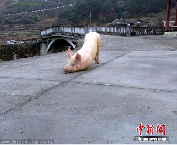 Clip chú lợn quỳ gối hàng tiếng đồng hồ trước cửa chùa khi bị bắt tới lò mổ khiến dân mạng dậy sóng - Ảnh 1.